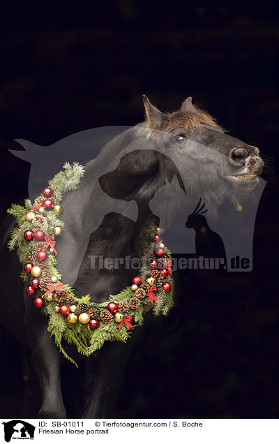 Friese Portrait / Friesian Horse portrait / SB-01011