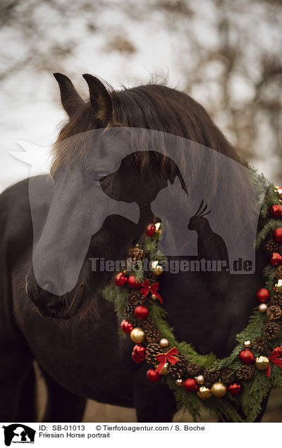 Friese Portrait / Friesian Horse portrait / SB-01013