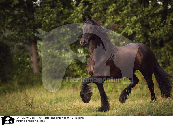 trabender Friese / trotting Friesian Horse / SB-01016