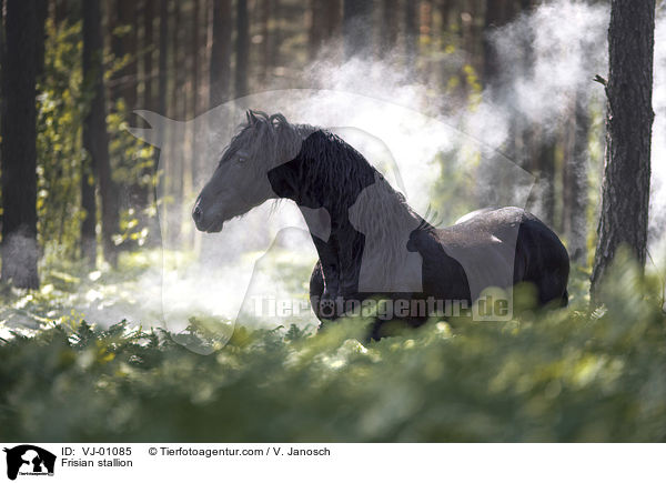 Friesenhengst / Frisian stallion / VJ-01085