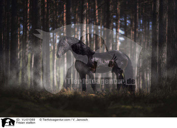 Friesenhengst / Frisian stallion / VJ-01089