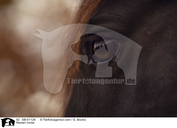 Friese / friesian horse / SB-01126