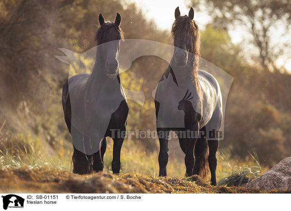 Friese / friesian horse / SB-01151