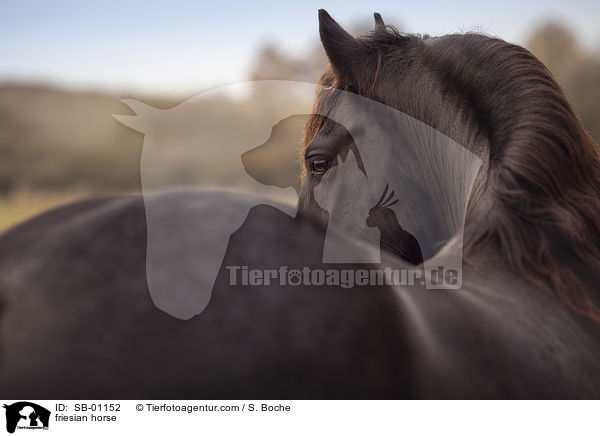 Friese / friesian horse / SB-01152