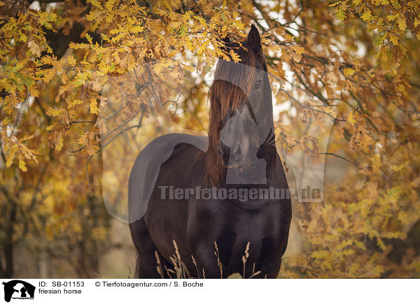 Friese / friesian horse / SB-01153