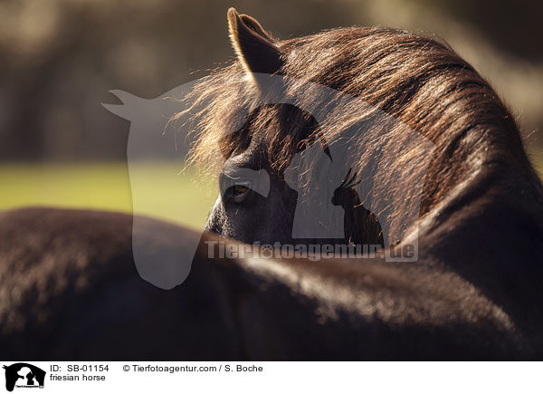 Friese / friesian horse / SB-01154