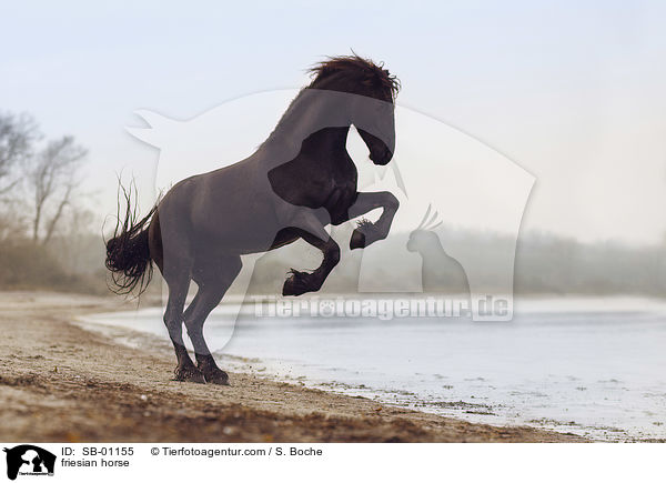 Friese / friesian horse / SB-01155