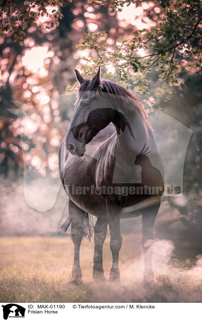 Friese / Frisian Horse / MAK-01190