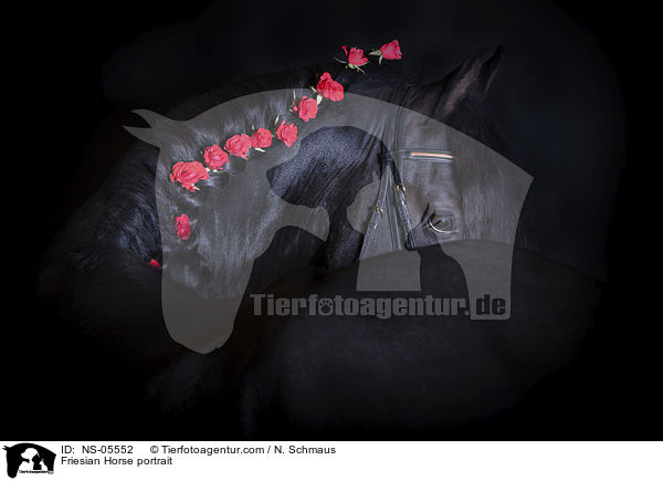 Friese Portrait / Friesian Horse portrait / NS-05552