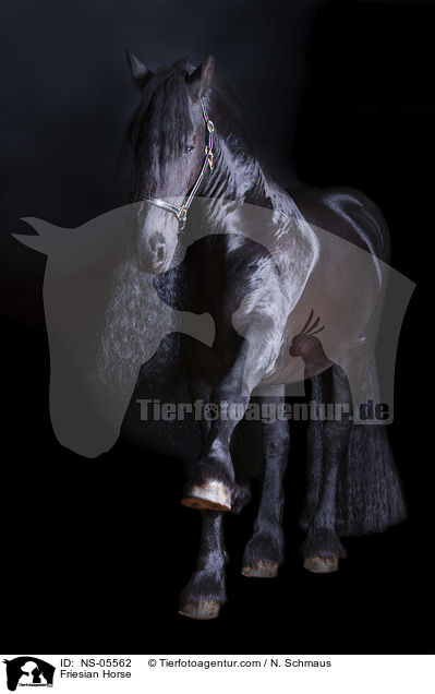 Friese / Friesian Horse / NS-05562