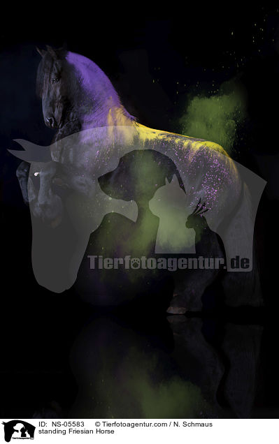 standing Friesian Horse / NS-05583