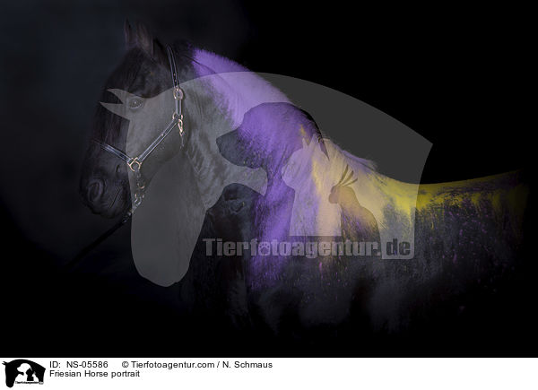 Friesian Horse portrait / NS-05586