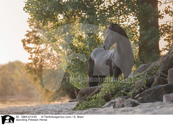 stehender Friese / standing Friesian Horse / SBA-01035