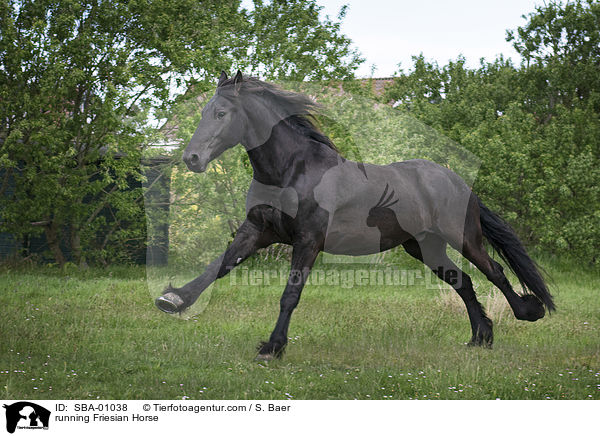 rennender Friese / running Friesian Horse / SBA-01038