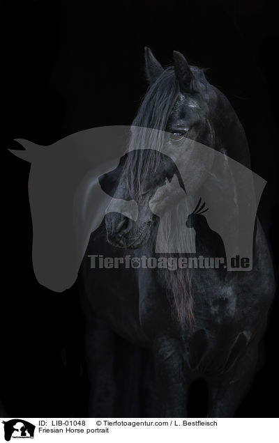 Friesian Horse portrait / LIB-01048