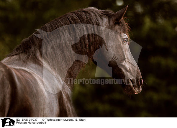 Friese Portrait / Friesian Horse portrait / SAS-01037