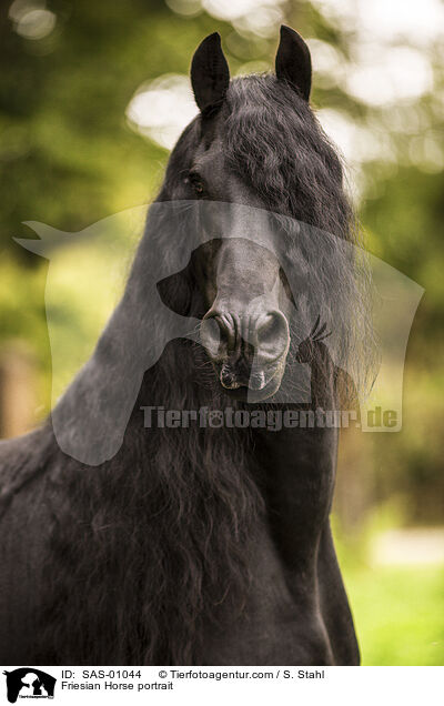 Friese Portrait / Friesian Horse portrait / SAS-01044
