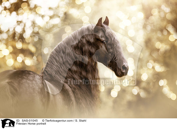 Friese Portrait / Friesian Horse portrait / SAS-01045