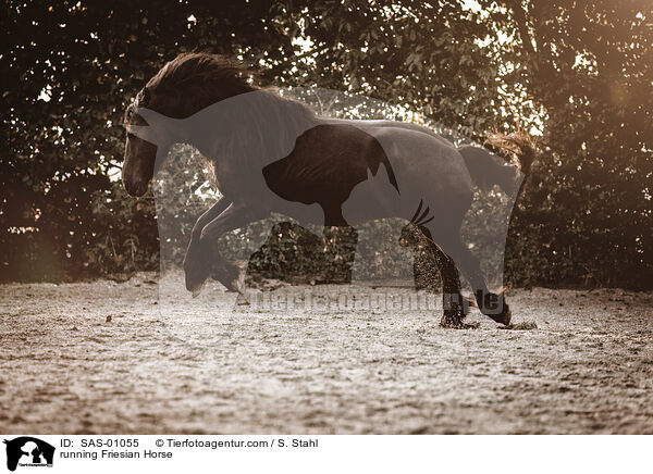 rennender Friese / running Friesian Horse / SAS-01055