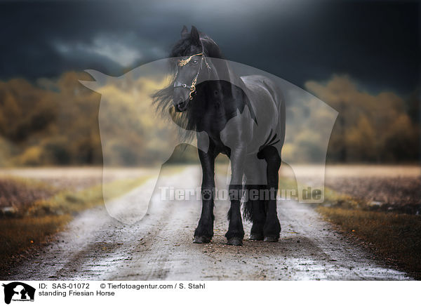 stehender Friese / standing Friesian Horse / SAS-01072