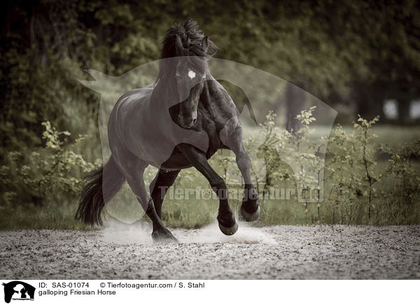 galoppierender Friese / galloping Friesian Horse / SAS-01074