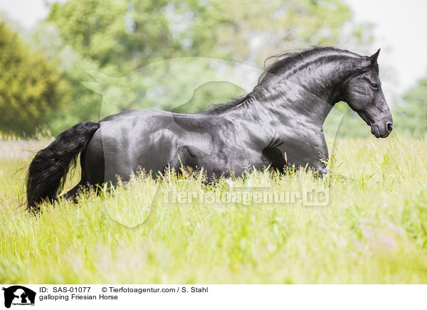 galoppierender Friese / galloping Friesian Horse / SAS-01077
