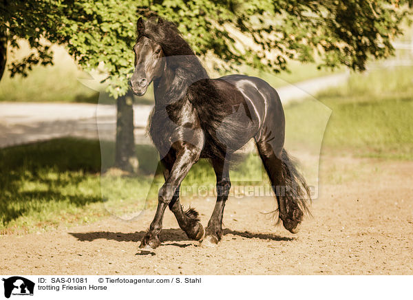 trabender Friese / trotting Friesian Horse / SAS-01081