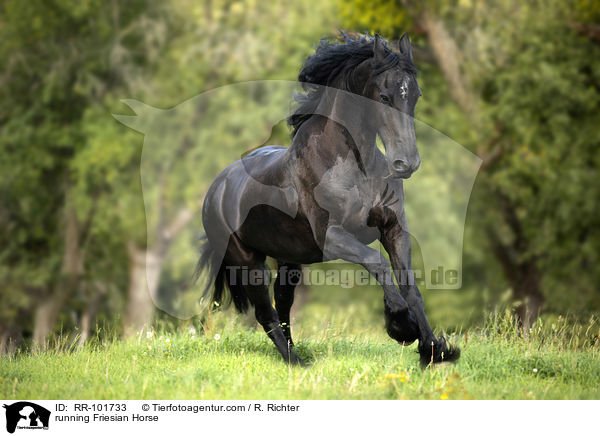 rennender Friese / running Friesian Horse / RR-101733