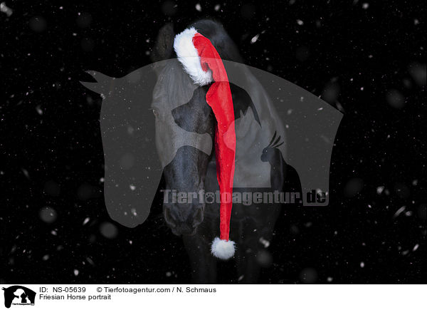 Friese Portrait / Friesian Horse portrait / NS-05639
