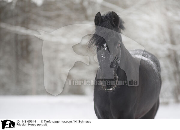 Friesian Horse portrait / NS-05644