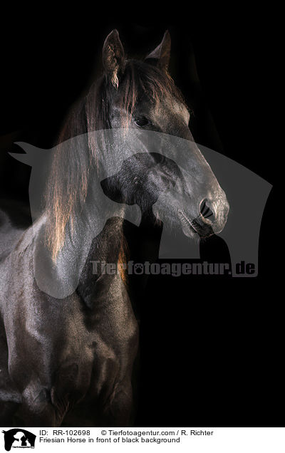 Friese vor schwarzem Hintergrund / Friesian Horse in front of black background / RR-102698