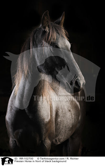 Friese vor schwarzem Hintergrund / Friesian Horse in front of black background / RR-102700