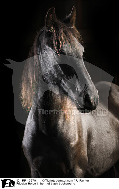 Friese vor schwarzem Hintergrund / Friesian Horse in front of black background / RR-102701