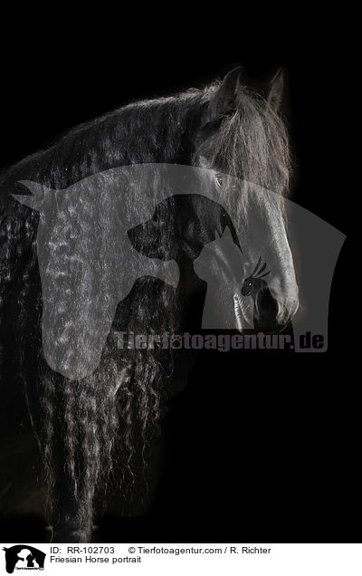 Friese Portrait / Friesian Horse portrait / RR-102703