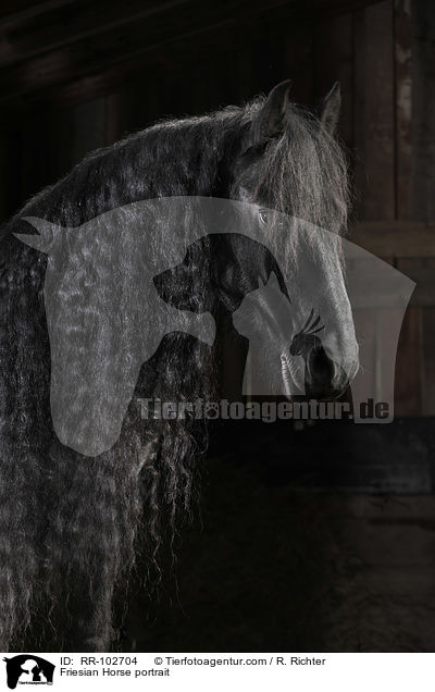 Friese Portrait / Friesian Horse portrait / RR-102704