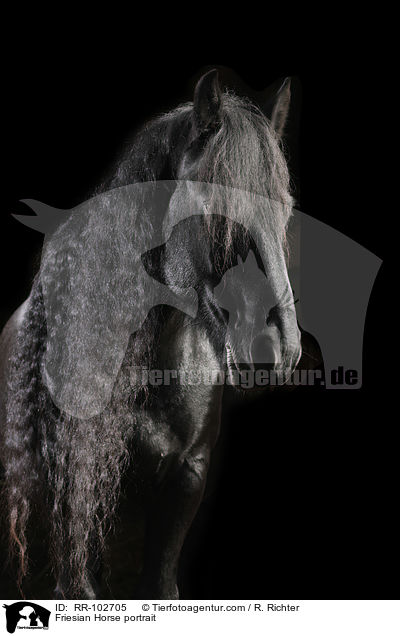 Friese Portrait / Friesian Horse portrait / RR-102705
