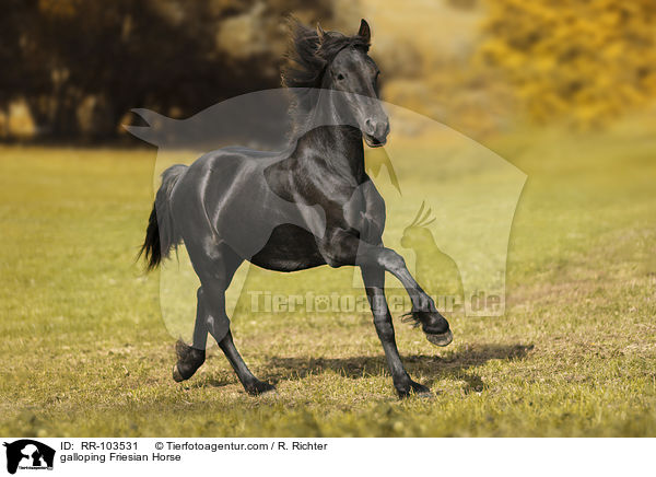 galoppierender Friese / galloping Friesian Horse / RR-103531