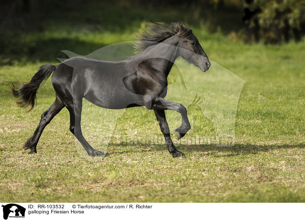 galoppierender Friese / galloping Friesian Horse / RR-103532
