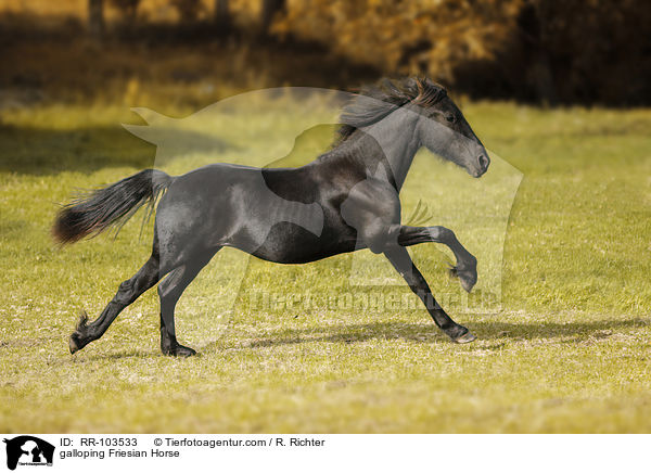 galoppierender Friese / galloping Friesian Horse / RR-103533