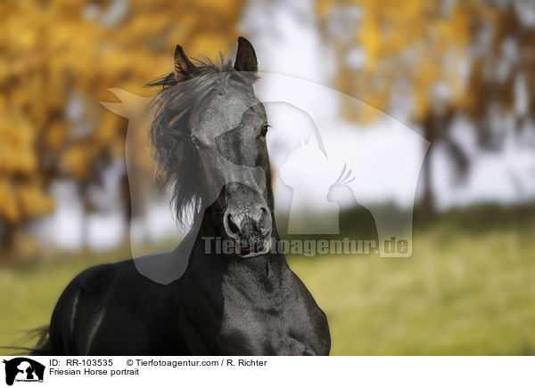 Friese Portrait / Friesian Horse portrait / RR-103535
