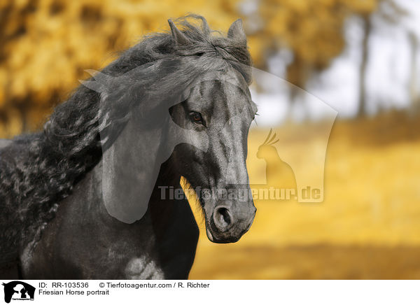 Friese Portrait / Friesian Horse portrait / RR-103536