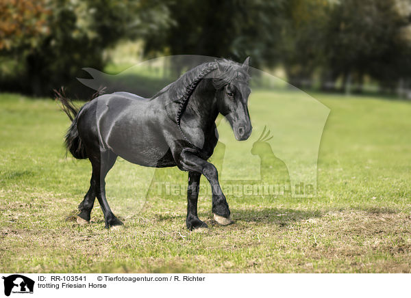 trabender  Friese / trotting Friesian Horse / RR-103541