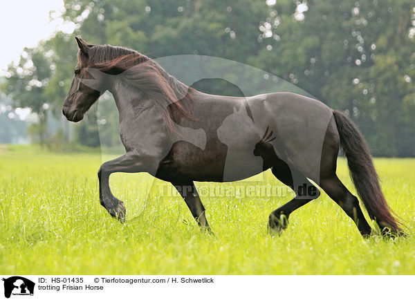 trabender Friese / trotting Frisian Horse / HS-01435