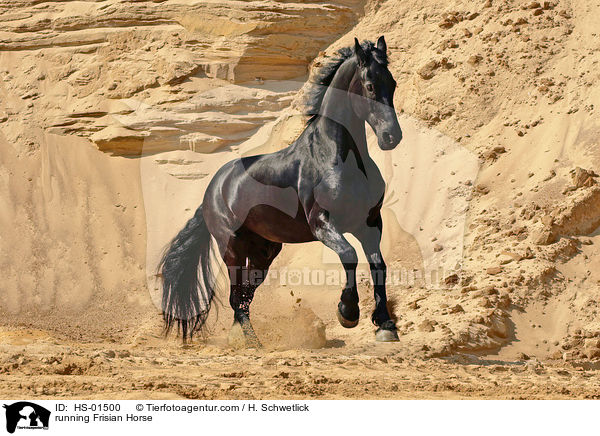 running Frisian Horse / HS-01500