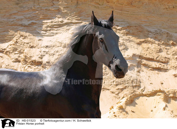 Friese Portrait / Frisian Horse portrait / HS-01523