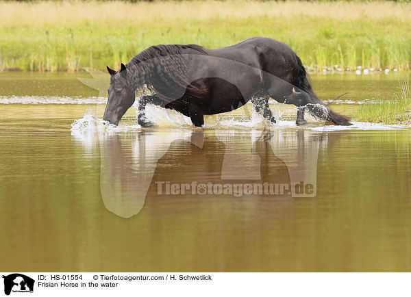 Frisian Horse in the water / HS-01554