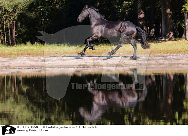 running Frisian Horse / HS-01558