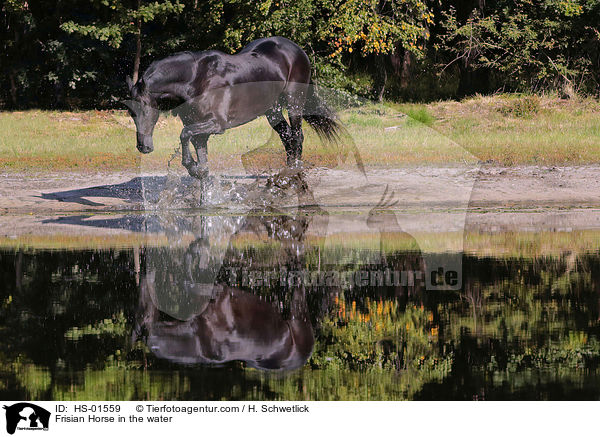 Frisian Horse in the water / HS-01559