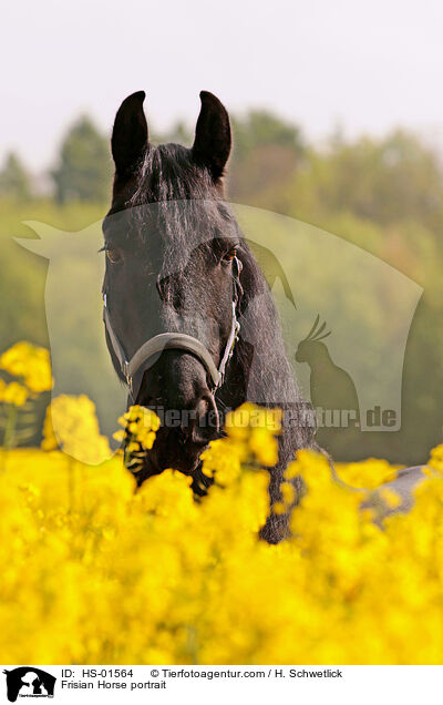 Friese Portrait / Frisian Horse portrait / HS-01564
