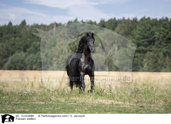 Friesian stallion / VJ-03486